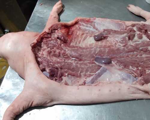 lechon